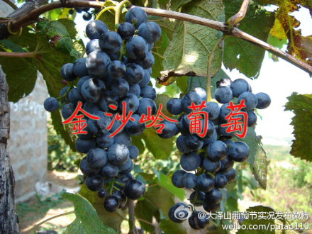 金沙岭葡萄