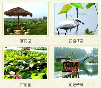 台儿庄红荷湿地