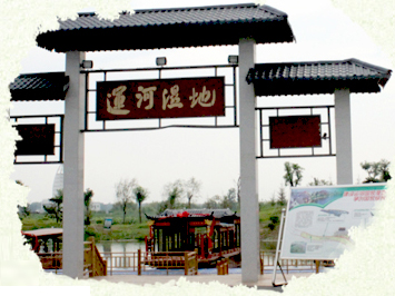 台儿庄运河湿地