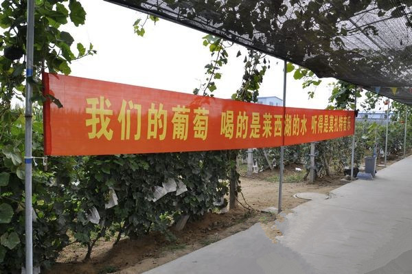 莱西湖无籽葡萄采摘