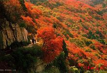 临朐石门山赏红叶