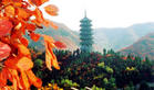 青岛到济南红叶谷旅游