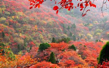 淄博沂源凤凰山赏红叶