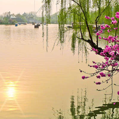 到兴华千垛油菜花 泰州桃园 望海楼 夜游凤城河 扬州瘦西湖大巴二日游